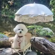 chien blanc dehors sous ombrelle beige